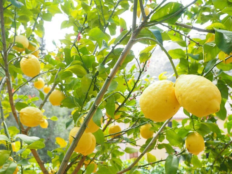 el agua con limon te hace bajar de peso